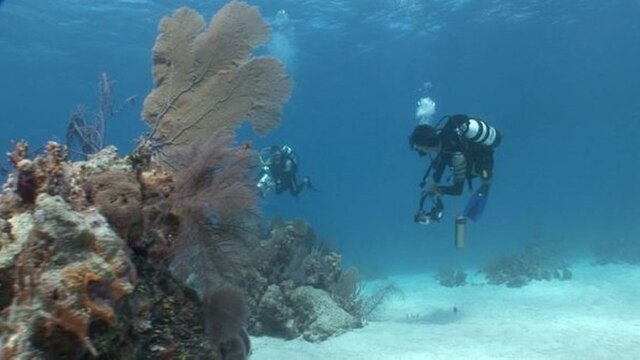 Taucher der Aldebaran im Forschungseinsatz an der Küste vor Belize. Dort ist das Problem der sogenannten Korallenbleiche zu beobachten, mutmaßlich ausgelöst durch den Klimawandel und die Erwärmung der Meere. | Bild: BR/Klaus Hernitschek