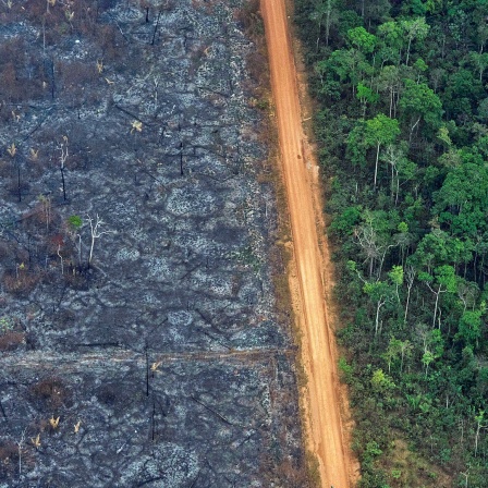 links brandgerodete Fläche, eine Straße, rechts Regenwald (Vogelperspektive)