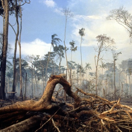 Brandrodung in Regenwald Brasiliens