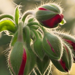 Knospen vom Mohn