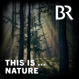Meditative Natursounds: Waldbaden im Bayerischen Wald