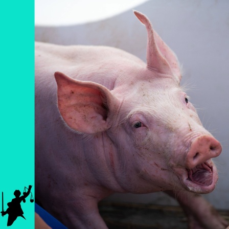 Schwein, Ferkel grunzt, hat den Mund auf