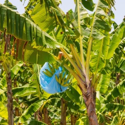 Eine Bananenstaude in Costa Rica, geschützt durch eine Plastiktüte in einer Plantage.
