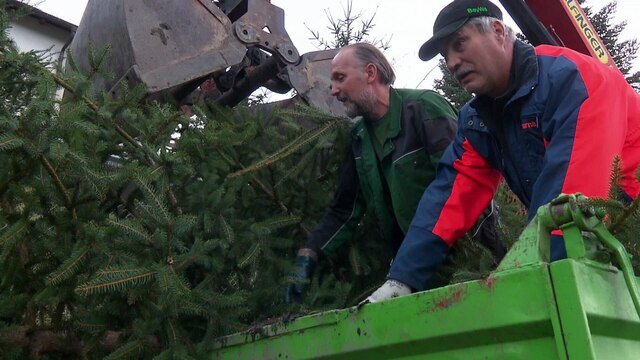 Zwei Männer verladen einen Weihnachtsbaum.