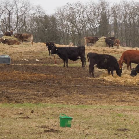 Bunte Mischung auf der Weide - Die Herde der stolzen Kuh