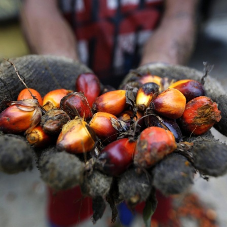 Palmöl - Plantagen, die den Dschungel zerstören 