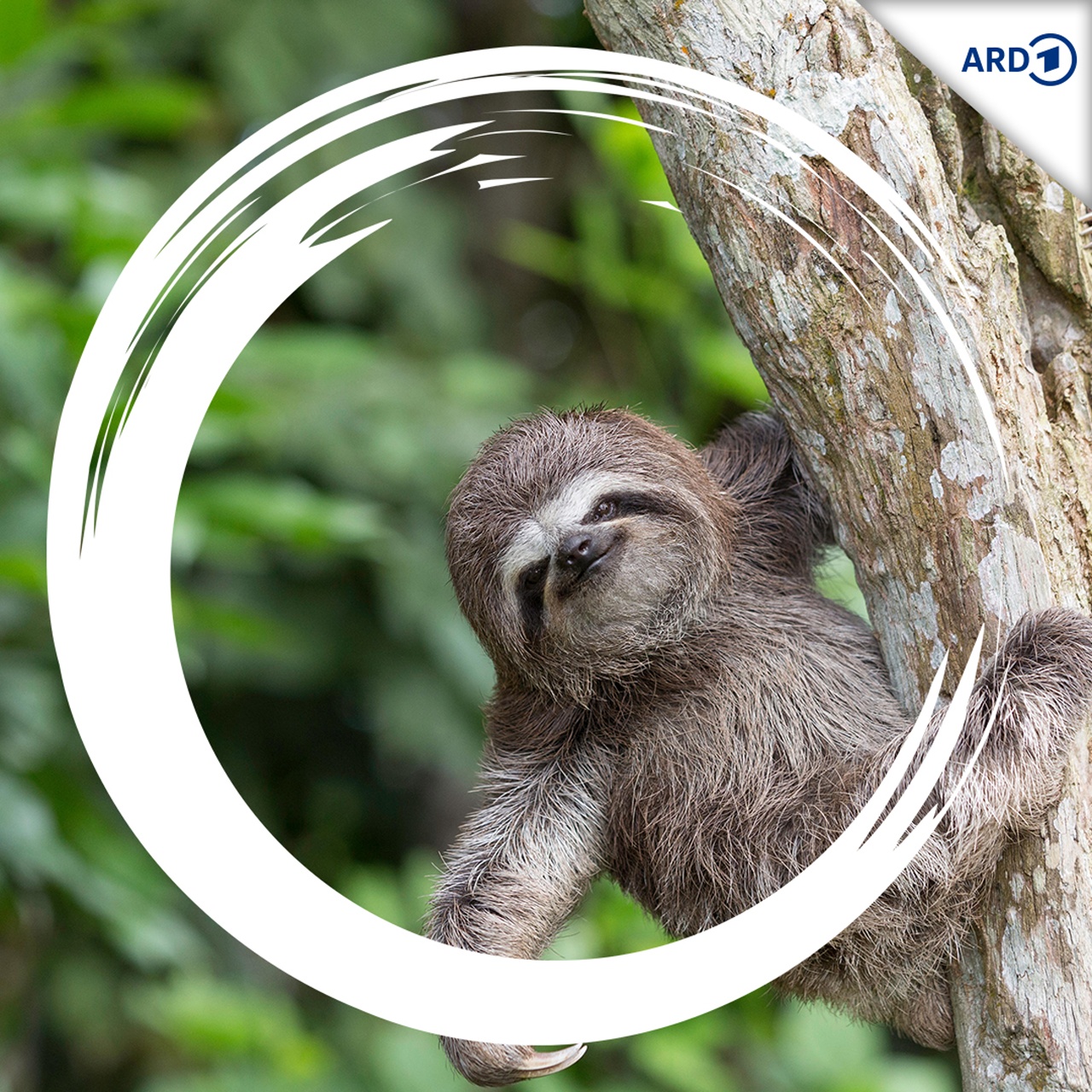 Erlebnis Erde Eure Tierdoku zum Hören · 4 Fortbewegung Clevere