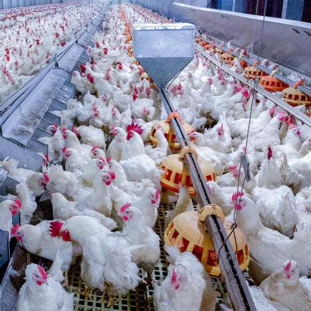 Geflügelfarm mit Hühnern. Zu sehen sind viele lebende Hühner für die Fleisch- und Eierproduktion in einer industriellen Halle.