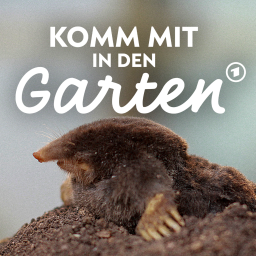 Maulwurf schaut aus Hügel