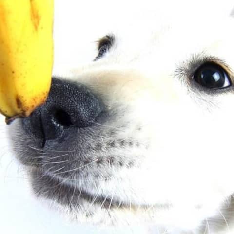 Hunde interessieren sich nicht für Bananen. Daher nehmen sie deren Duft auch nicht besonders gut wahr.