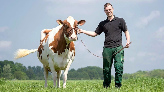Bauer Niklas mit einer Kuh auf einer grünen Wiese.
