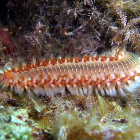 Feuerwurm