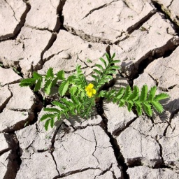 Symbolbild für Resilienz, Durchhaltevermögen: Eine blühende Pflanze im ausgetrockneten Boden
