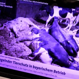 Bildschirmfoto eines Themenbildes auf tagesschau.de, auf dem ein Foto von "Soko Tierschutz" mit leidenden Kühen zu sehen ist. | Bild: Soko Tierschutz/ARD Report Mainz/tagesschau.de