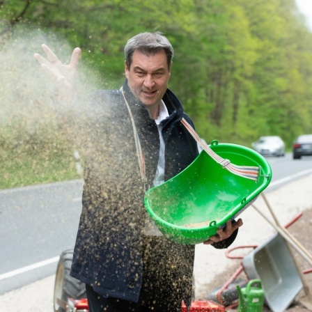 Markus Söder trägt eine grüne Wanne in der sich Saatgut befindet, welches er auf einen Erdstreifen austrägt.