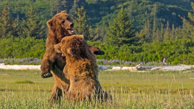 zwei auf den Hinterbeinen stehende große braune Bären kämpfen vor grüner Landschaft miteinander, der hintere, zur Kamera blickende Bär ist hoch aufgerichtet und hat das Maul geöffnet