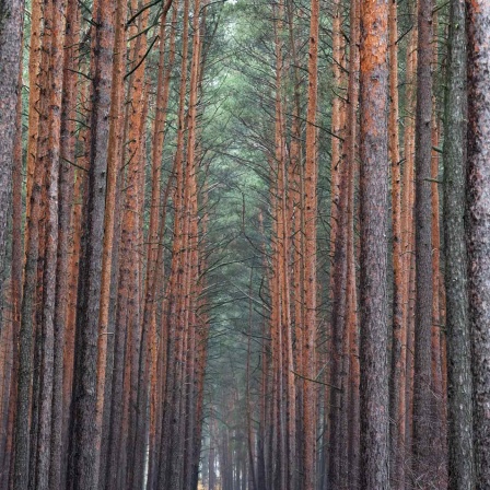 Dünne Bäume stehen in einem Wald nahe dem Großen Seddiner See an einem Weg.