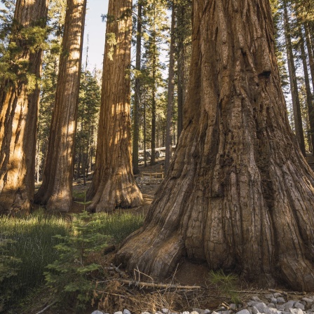 Bäume (hier ein Sequoia-Mammutbaum im Yosemite National Park) können sehr viel älter werden als Menschen