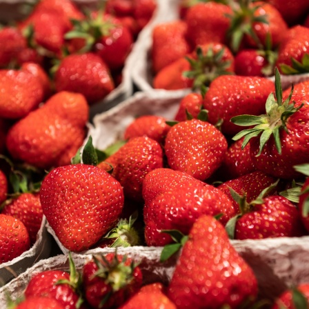 Erdbeeren liegen in einer Edeka Filiale in der Obst- und Gemüse Abteilung zum Verkauf aus.