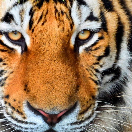 Die Tierdocs: Tiger mit neuen Brillen
