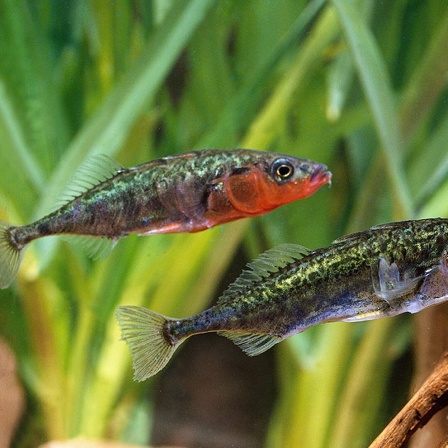 Dreistachliger Stichling männlich und weiblich schwimmend von der Seite.