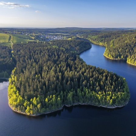Eine Flusslandschaft mit dicht bewaldeten Ufern