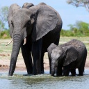 Afrikanische Elefantenmutter mit Baby, Nationalpark Simbabwe