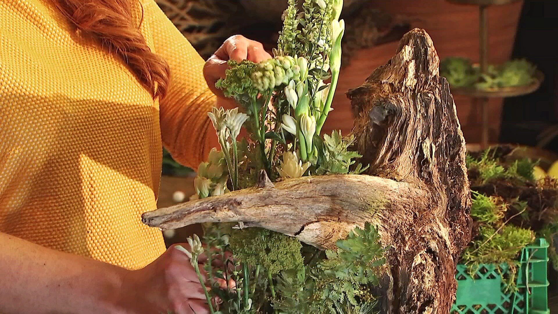 MDR Garten Natürlichschöne Deko Baumwurzel wird zum floristischen