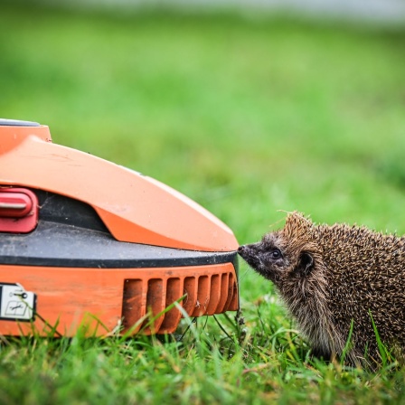 Igel schnüffelt an einem Mähroboter