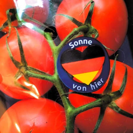 Tomaten mit Aufkleber "Sonne von hier" 