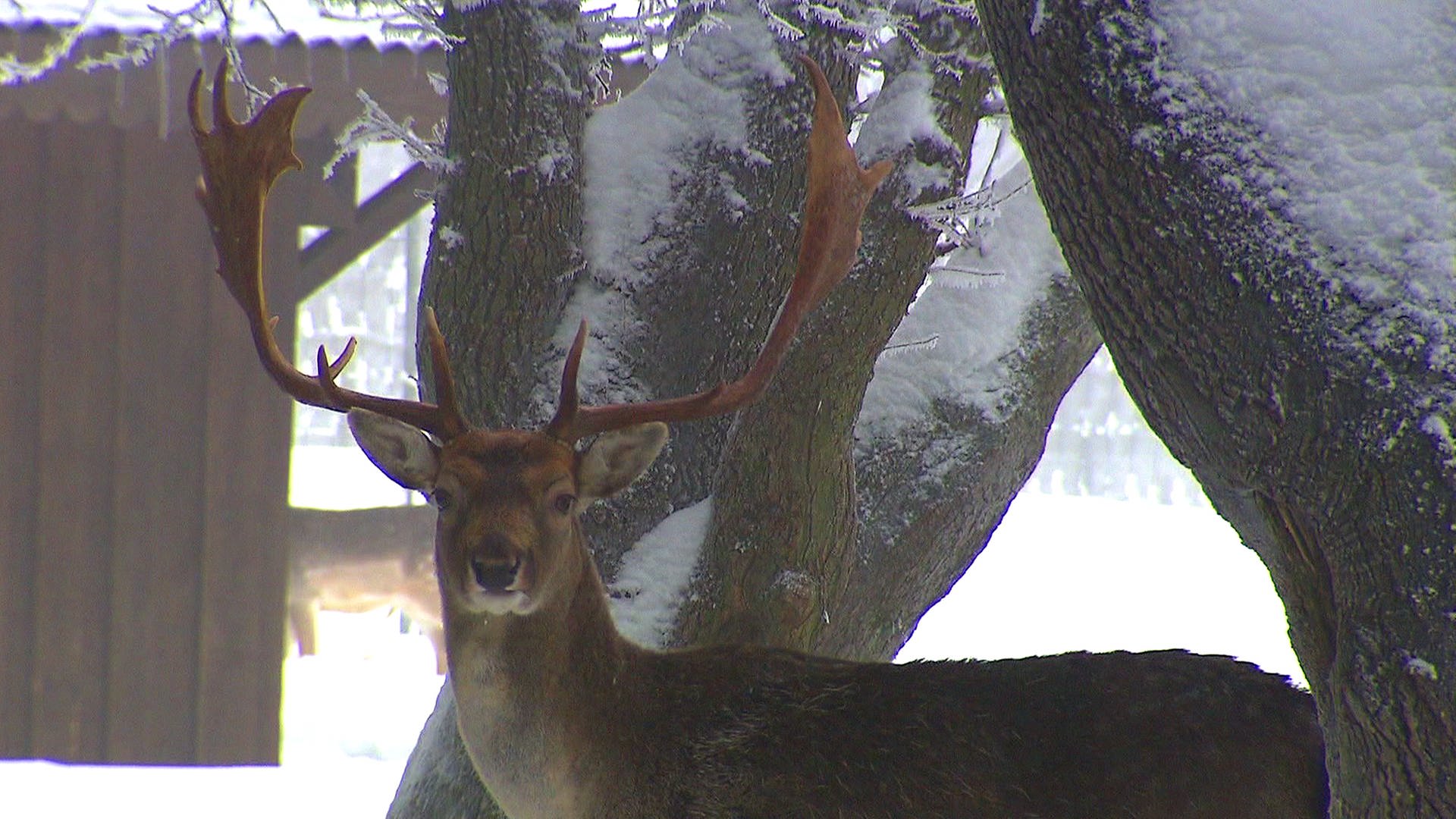 Fahr mal hin: Eine Winterreise durch Rheinland-Pfalz | ARD Mediathek