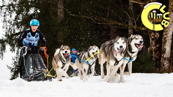 Tigerenten Club - Schlittenhundesport Mit Huskys