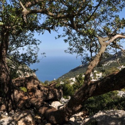 Blick durch die Bäume auf das Meer an der sardischen Ostküste. 