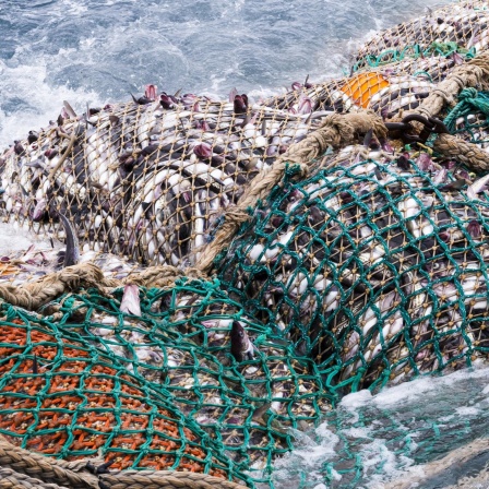 Überfischung - Wenn das Meer leer wird