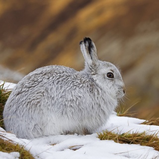 Alpenschneehase