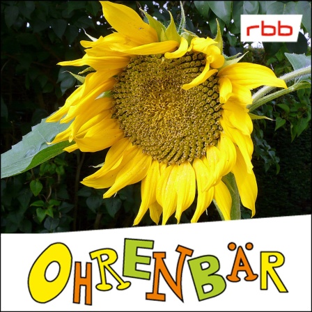 Eine Sonnenblumenpflanze mit einer großen und einer kleineren Blüte (Quelle: rbb/OHRENBÄR/Sonja Kessen)