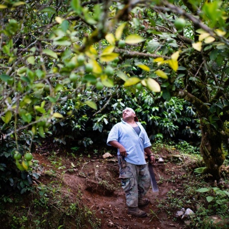 Ein Mann steht unter einem Baum in Guatemala.