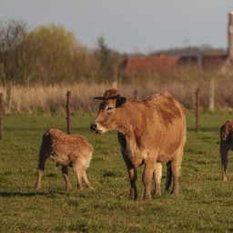 Kuh mit ihren Kälbern auf einer Weide mit Windkraftanlagen im Hintergrund. (Symbolbild)