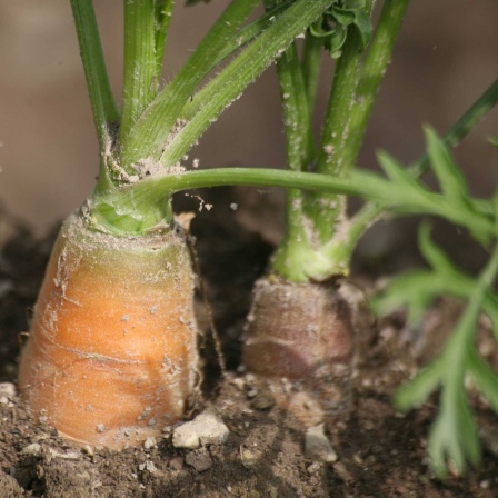 Karotten schauen auf einem Feld aus der Erde