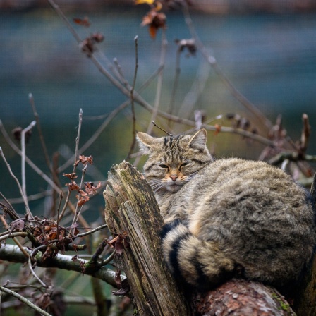 Eine Wildkatze schläft in ihrem Gehege in einem Tierpark zwischen kahlen Ästen.
