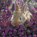 Kleiner brauner Hase versteckt sich in einer blühenden Heidekraut Pflanze