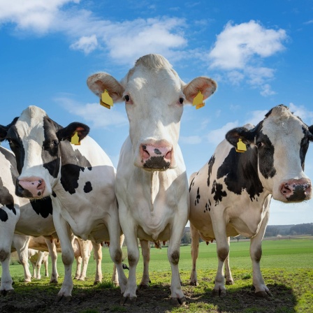 Kühe auf der Weide: Milch ist gesund, Rinderhaltung allerdings im Hinblick aufs Klima problematisch