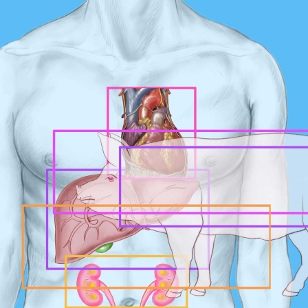 Symbol Xenotransplantationen (Bild: IMAGO/DUVAL/BSIP)
