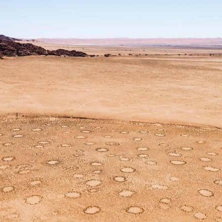 Feenkreise im Wüstensand in der Namib-Wüste