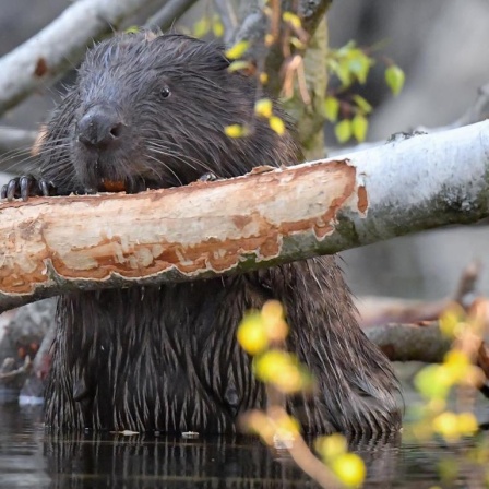 Ein europäischer Biber nagt an einer im Wasser liegenden Birke an der Drahendorfer Spree, einem Teilstück der rund 400 Kilometer langen Spree.