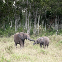 Zwei junge afrikanische Elefanten, die sich gegenseitig begrüßen, Masai Mara National Reserve, Kenya.