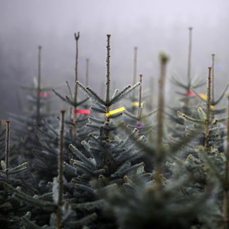 Weihnachtsbäume stehen in einer Schonung im Sauerland, Symbolbild