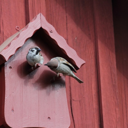 Symbolbild Vogelhochzeit: Zwei Vögel vor einem roten Vogelhaus