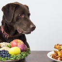 Ein Hund mit dunklem Fell und Schlappohren sitzt hinter zwei Schüsseln: Die eine beinhaltet Obst, Gemüse und Getreide, die andere ein gebratenes Huhn. Der Hund schauit auf das Huhn.