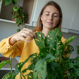 Eine Frau schaut die Blätter ihrer Monstera-Pflanze an.